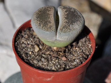 Lithops - żywe kamienie