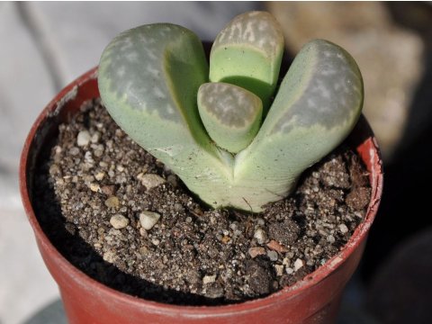 Tytuły przy małych zdjęciach tylko w kat. 4