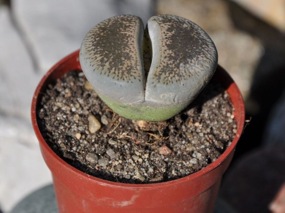 Lithops - żywe kamienie